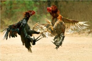 ไก่ชน 