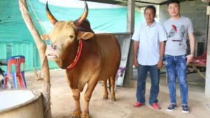 ฮือฮา วัวชนคู่ประวัติศาสตร์ จีนปะทะไทย  เดิมพันกระฉูด10ล้าน