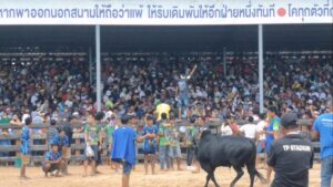 ศึกชนโคตรังเดือดคู่เด็ดเดิมพัน 10 ล้าน วันแรกคึกคักเงินสะพัดกว่า 50 ล้าน