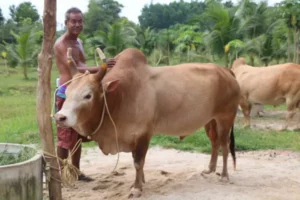 ฮือฮา วัวชนคู่ประวัติศาสตร์ จีนปะทะไทย  เดิมพันกระฉูด10ล้าน