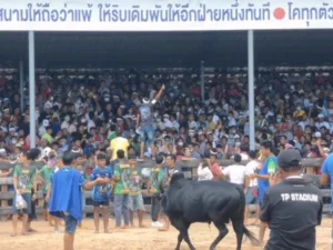 สนามแตก ศึกชนโคนัดเปิดปฐมฤกษ์หลังโควิด คู่เอกเดิมพันสูงถึง 10 ล้าน เซียนวัวชนแห่ชมแน่น
