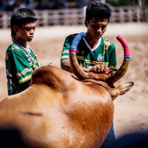 กีฬาพื้นบ้าน ตำนานวัวชน ของคนพัทลุง
