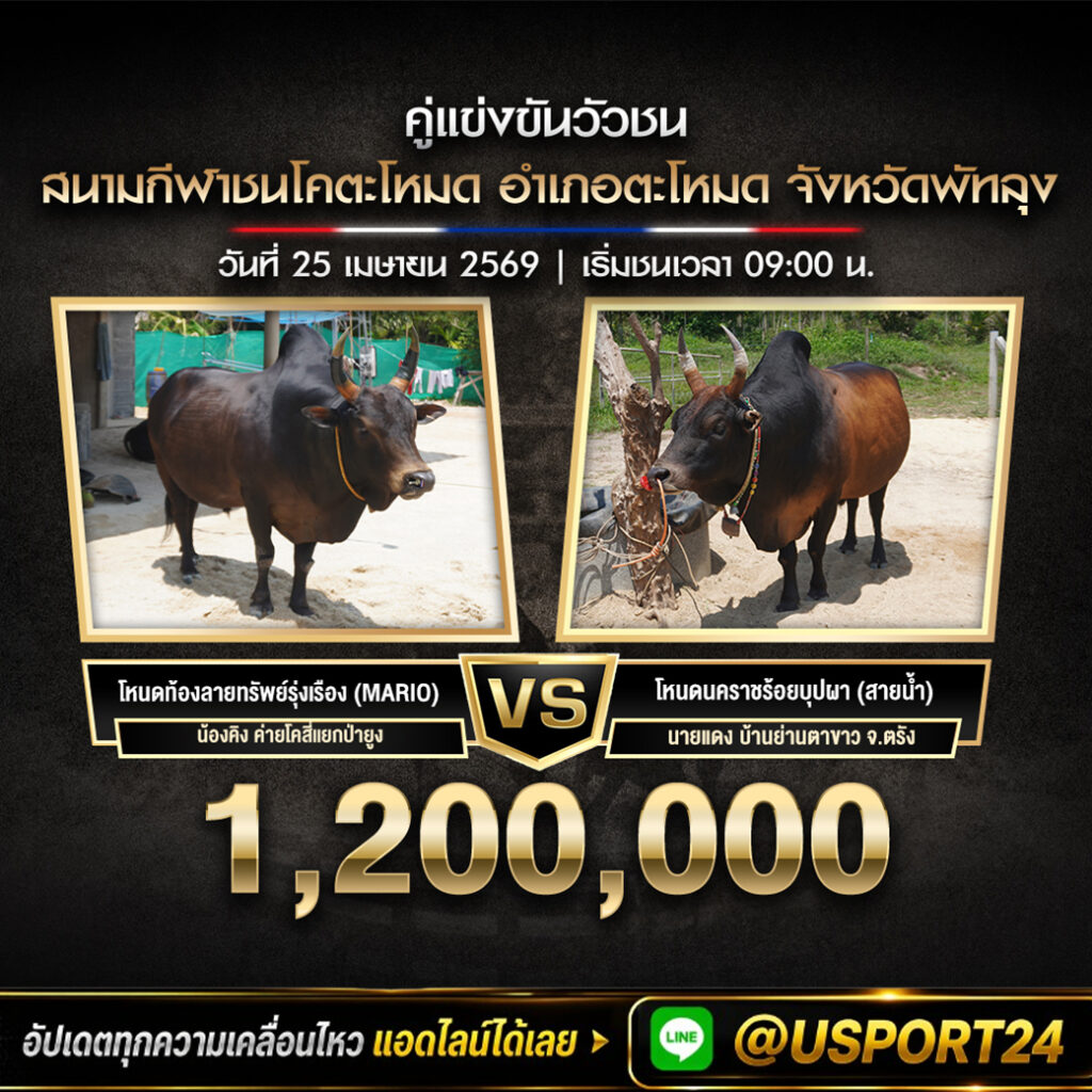 วัวชน
