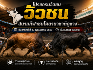 โปรแกรมวัวชน สนามกีฬาชนโคนานาชาติภูซาง 17 พ.ค. 69 เริ่มชนเวลา 10:30 น.