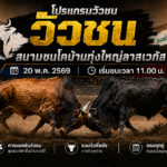 โปรแกรมวัว สนามชนโคบ้านทุ่งใหญ่ลาสเวกัส 20 พ.ค. 2569 ครบทุกคู่