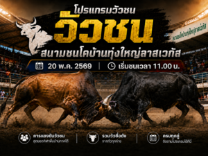 โปรแกรมวัว สนามชนโคบ้านทุ่งใหญ่ลาสเวกัส 20 พ.ค. 2569 ครบทุกคู่