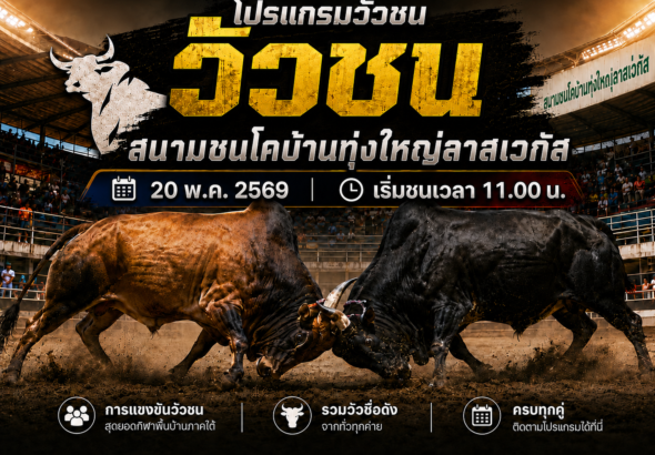 โปรแกรมวัว สนามชนโคบ้านทุ่งใหญ่ลาสเวกัส 20 พ.ค. 2569 ครบทุกคู่