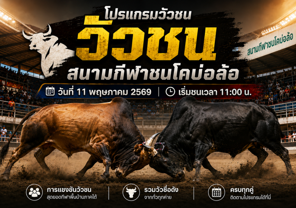 โปรแกรมวัวชนสนามกีฬาชนโคบ่อล้อ 11 พ.ค. 2569 รวมคู่ชนและเงินรางวัล