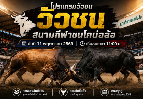 โปรแกรมวัวชนสนามกีฬาชนโคบ่อล้อ 11 พ.ค. 2569 รวมคู่ชนและเงินรางวัล