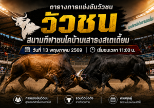 โปรแกรมวัวชน สนามกีฬาชนโคบ้านเสาธงสเตเดี้ยม 13 พ.ค. 2569