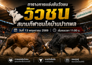 โปรแกรมวัวชน สนามกีฬาชนโคบ้านปากพล 13 พ.ค. 2569