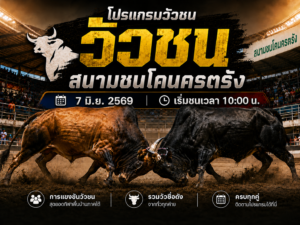 ปรแกรมวัวชน วันที่ 7 มิ.ย. 2569 สนามชนโคนครตรัง เริ่มชนเวลา 1000 น.