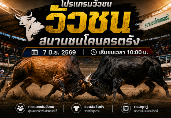ปรแกรมวัวชน วันที่ 7 มิ.ย. 2569 สนามชนโคนครตรัง เริ่มชนเวลา 1000 น.