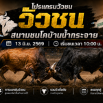 โปรแกรมวัวชน วันที่ 13 มิ.ย. 2569 สนามชนโคบ้านน้ำกระจาย | เริ่มชนเวลา 10:00 น.