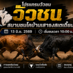 โปรแกรมวัวชน วันที่ 13 มิ.ย. 2569 สนามชนโคบ้านเสาธงสเตเดี้ยม | เริ่มชนเวลา 10:00 น.