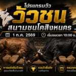 โปรแกรมวัว สนามชนโคสิงหนคร วันที่ 1 ก.ค 2569 | เริ่มชนเวลา 10:00 น.
