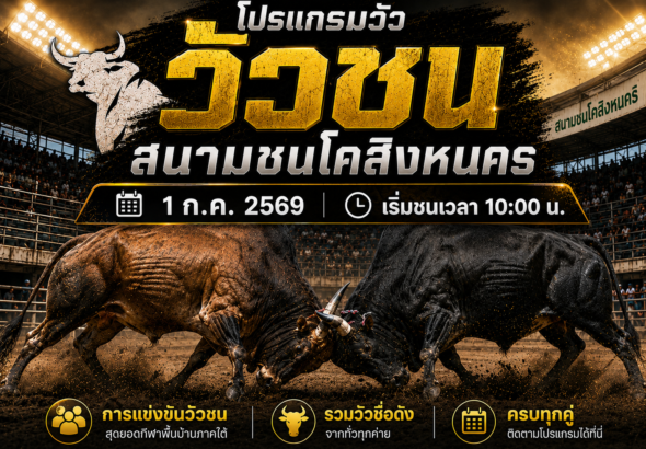 โปรแกรมวัว สนามชนโคสิงหนคร วันที่ 1 ก.ค 2569 | เริ่มชนเวลา 10:00 น.
