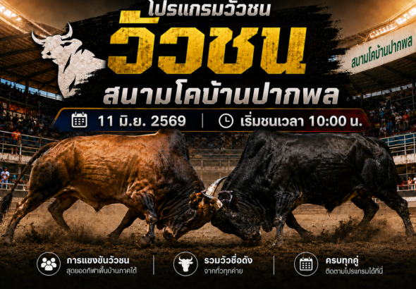 โปรแกรมวัวชน วันที่ 11 มิ.ย. 2569 สนามโคบ้านปากพล | เริ่มชนเวลา 10:00 น.