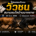 โปรแกรมวัวชน วันที่ 20 มิ.ย. 2569 สนามชนโคบ้านนาทราย | เริ่มชนเวลา 10:00 น.
