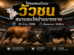 โปรแกรมวัวชน วันที่ 20 มิ.ย. 2569 สนามชนโคบ้านนาทราย | เริ่มชนเวลา 10:00 น.