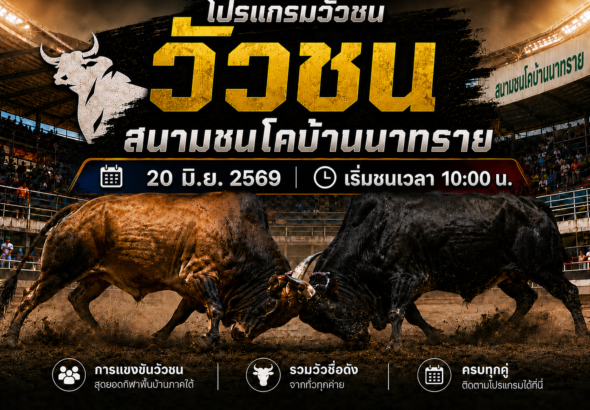 โปรแกรมวัวชน วันที่ 20 มิ.ย. 2569 สนามชนโคบ้านนาทราย | เริ่มชนเวลา 10:00 น.