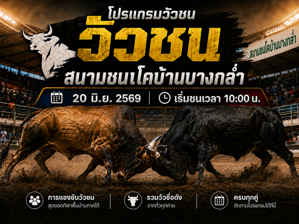 โปรแกรมวัวชน วันที่ 20 มิ.ย. 2569 สนามชนโคบ้านบางกล่ำ