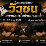 โปรแกรมวัวชน วันที่ 20 มิ.ย. 2569 สนามชนโคบ้านบางกล่ำ