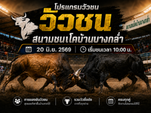 โปรแกรมวัวชน วันที่ 20 มิ.ย. 2569 สนามชนโคบ้านบางกล่ำ
