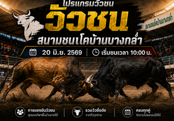 โปรแกรมวัวชน วันที่ 20 มิ.ย. 2569 สนามชนโคบ้านบางกล่ำ