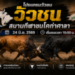 โปรแกรมวัวชน สนามกีฬาชนโคท่าศาลา วันที่ 24 มิ.ย. 2569 | เริ่มชนเวลา 10:00 น.