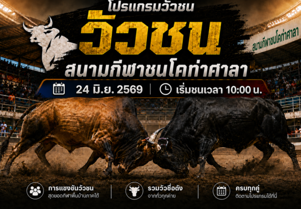 โปรแกรมวัวชน สนามกีฬาชนโคท่าศาลา วันที่ 24 มิ.ย. 2569 | เริ่มชนเวลา 10:00 น.